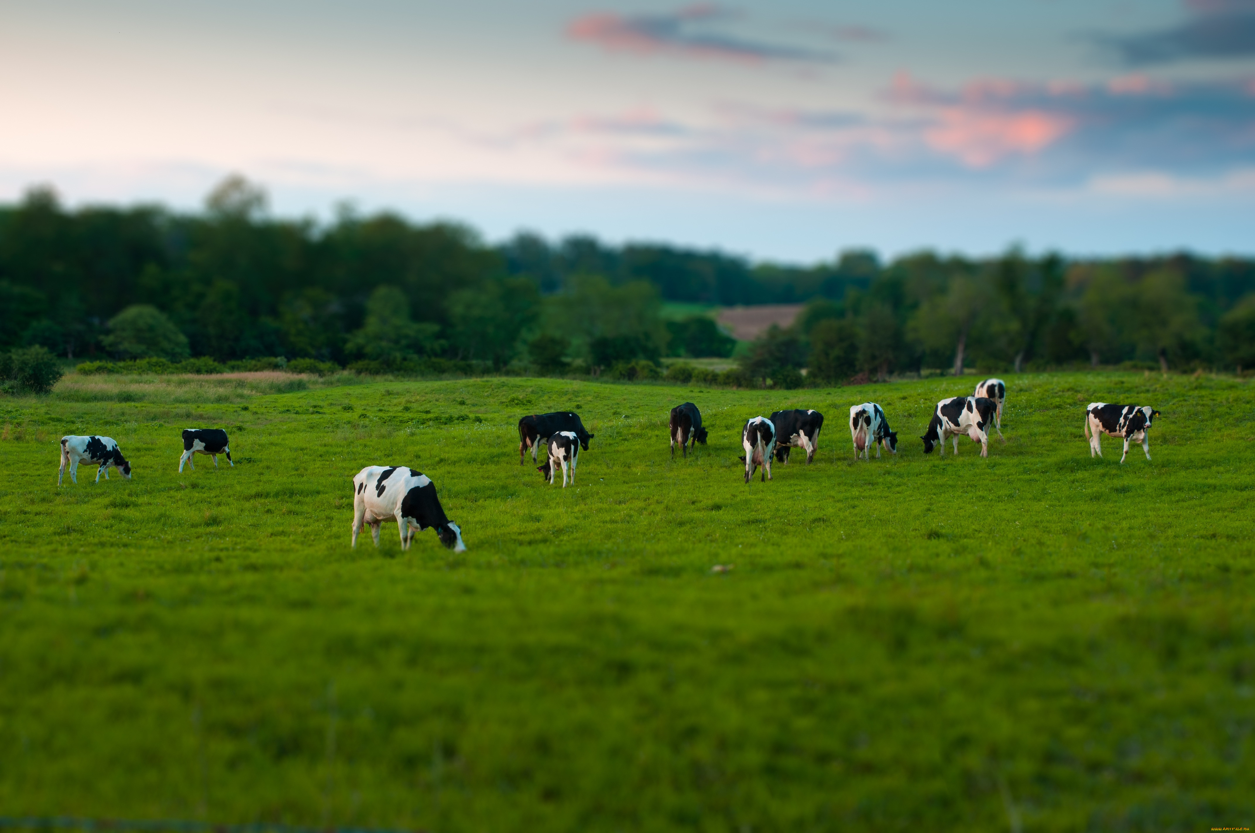 Звуки стадо коров. Коровы на лугу. Коровы в поле. Стадо коров. Коровы на пастбище.